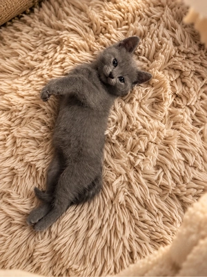    Süße BKH-Kitten suchen ein liebevolles Zuhause   