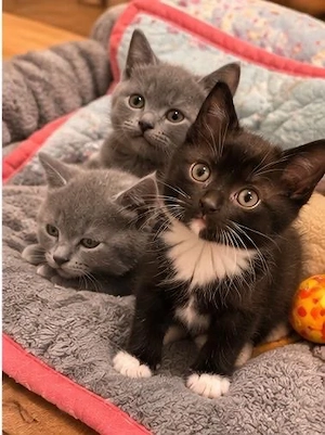    Süße BKH-Kitten suchen ein liebevolles Zuhause   