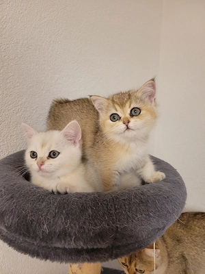 BKH Kitten Abgabebereit 