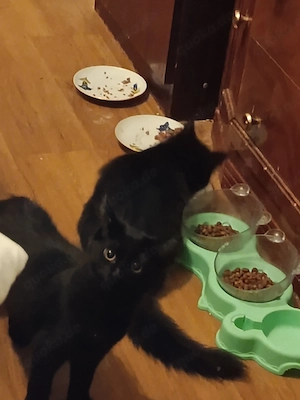 Maine Coon Katze 