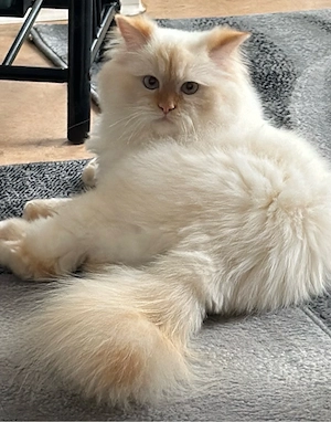 Ragdoll katze madam Bella sucht ein liebevolles Zuhause