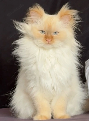 Ragdoll katze madam Bella sucht ein liebevolles Zuhause