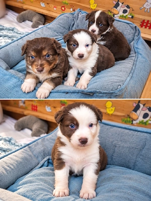  Australian Shepherd welpen suchen ihre Familie     