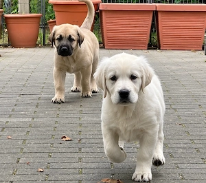 Liebevolle Golden Retriever Welpen Mix mischling suchen ein neues Zuhause