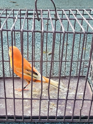 kanarienvogel 