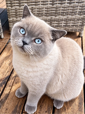   Bezaubernder Bernd mit strahlend blauen Augen sucht Katzendame