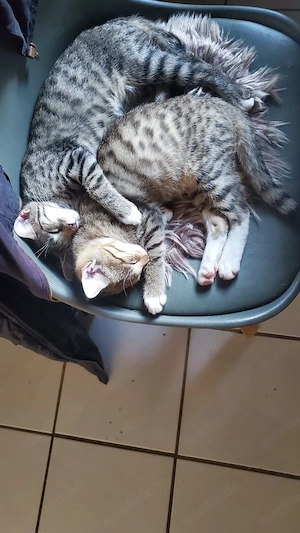 Liebes Zuhause gesucht, privater Tierschutz, alle kennen Hunde u. Katzen, mit der Hand aufgezogen