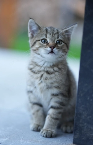 Katzenbabys Kitten