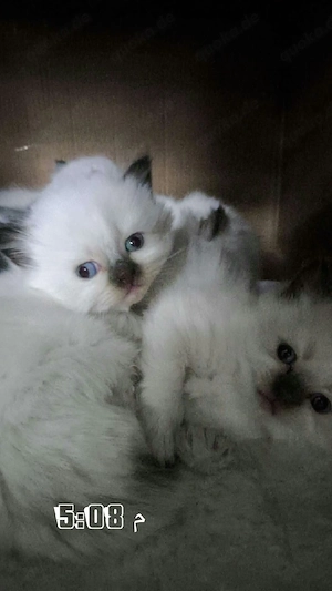 Baby flauschige Katzen