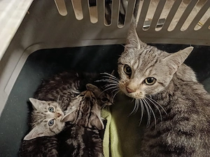 Katzen Babys 