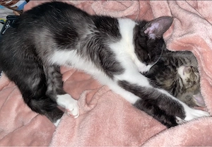 Junger Kater sucht Neues Zuhause 