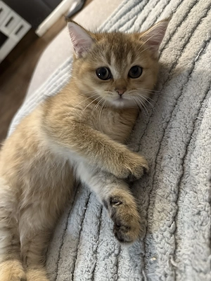 Süße BKH Kitten (2 Monate alt)
