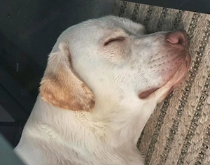 Labrador 15 Monate