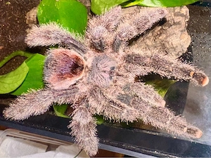 Avicularia huriana (Ecuador)