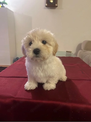 zwei kleine süßen mädchen welpen