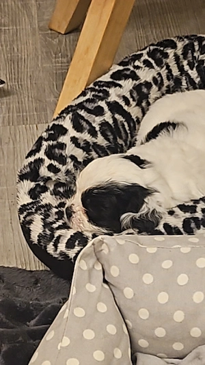 Shitzu mit Bischon Toy 