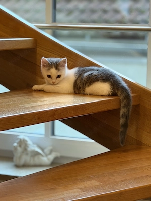  Wunderschöne BKH-Kitten suchen ein liebevolles Zuhause 