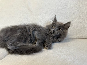 wunderschöne XXL Maine Coon kitten katze 12 wochen