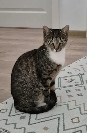 Kuschelkatze Luna sucht ein Kuschelplätzchen