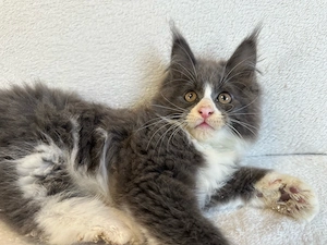 verschmuster XXL Maine Coon Kitten Kater 12 wochen