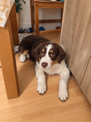 Australian Shepard
