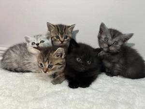 Britisch kurzhaar Kitten