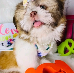 Shih Tzu Welpen 