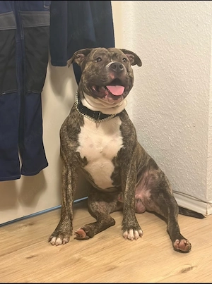 American Bully XL OEB Mix