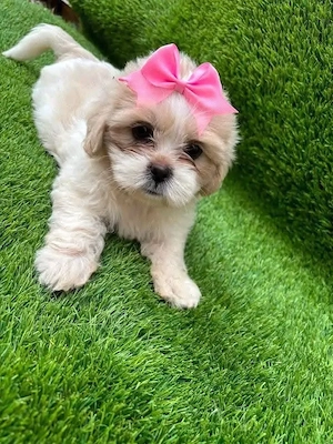 Shih Tzu Welpen 