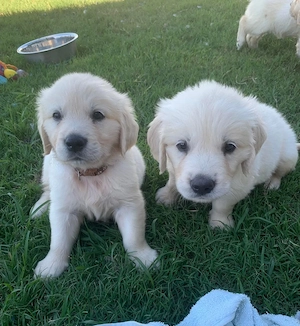 Traumhafte Golden-Retriever-Welpen suchen ihre Familie
