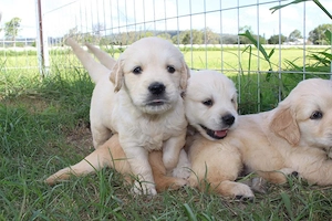 Wunderschöne Golden-Retriever-Welpen in liebevolle Hände abzugeben