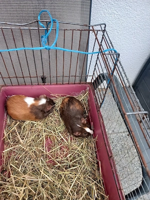Meerschweinchen 