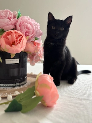 Zwei süße BKH-Mix Kitten suchen ein liebevolles Zuhause   
