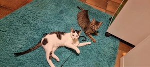 Loki und Cosmo liebe Bruder 
