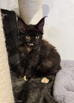 Maine Coon 