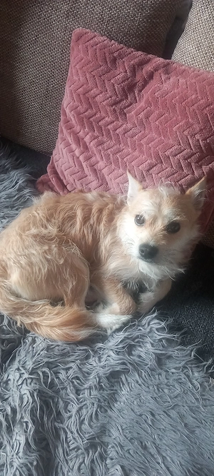Chookie Mischling 1 Jahr alt