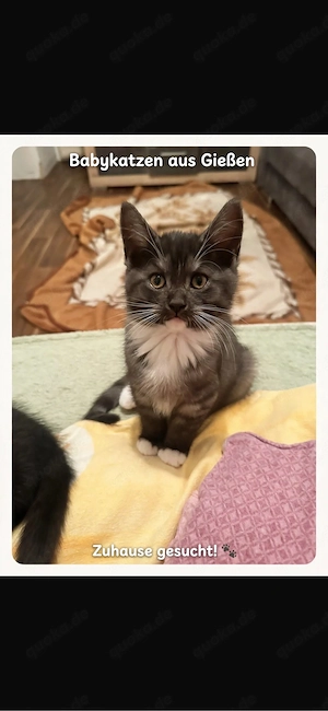 4 süße EKH Katzenbabys in Gießen abzugeben - 2w 2m
