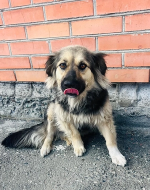 Mascha lebt noch auf der Straße 