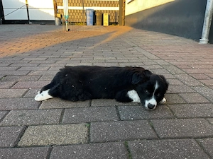 Border Collie Welpen