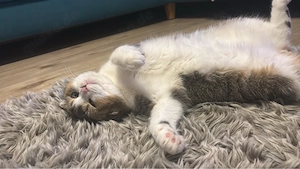 1 männchen 1 weibchen 