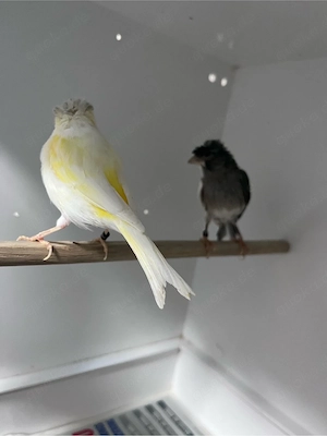 kanarivögel 