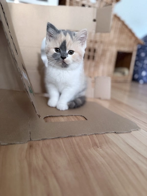 Zauberhaftes Mädchen