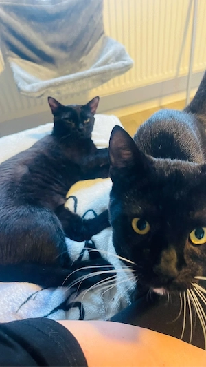 2 liebe volle Kater 