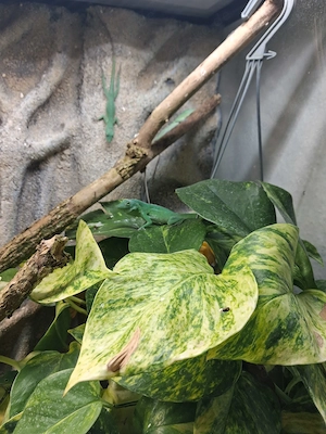 Jamaikaanolis Anolis garmani