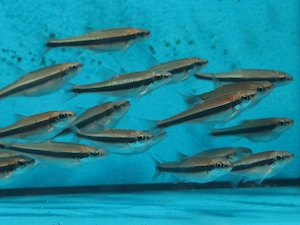 Notropis lutipinnis - Weißflossen-Elritze - Shiner - Teich Fische