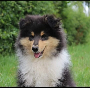 Zauberhafte Colliewelpen 