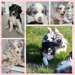 Süße Australian Sheperd Welpen suchen ihr Traumzuhause!