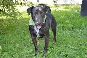 BRUNO, Mini-Labrador Dackel Mix (kastriert) SGB 595,00   