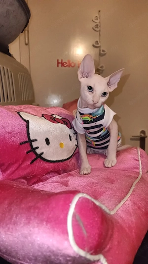 Sphinx Mix kitten von Eltern  mit kurzem Weiche und filzige Fell 