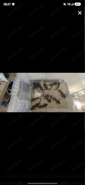 Axolotl suchen ein Neues Zuhause
